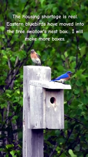 Eastern Bluebirds Nesting in Tree Swallow Box