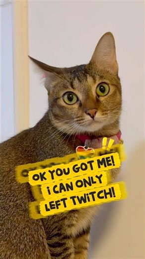 Kitty ear dance #cat #cats #cute