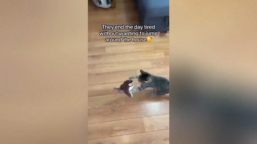 Watch 2025 New Flying Bird Cat Toy on Amazon Live