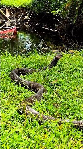 “Spectacular Movement of the King Cobra in the Wild” #naturelovers #animals #snakevideo