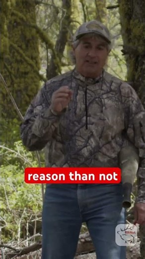 ElkNut Slow Play Sequence - Short 1 #elk #elkhunting #elkcalling #bowhunting #publiclandhunting