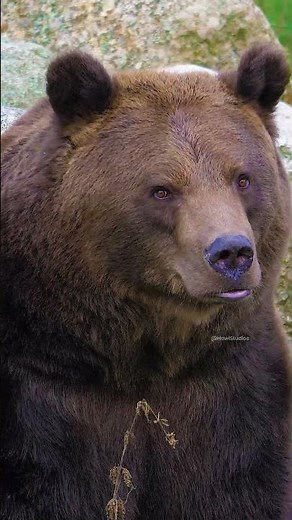 Eurasian brown bear roaring #brown #bear #roar #eurasian #grunt #wild #wow #nature #wildlife HA47624