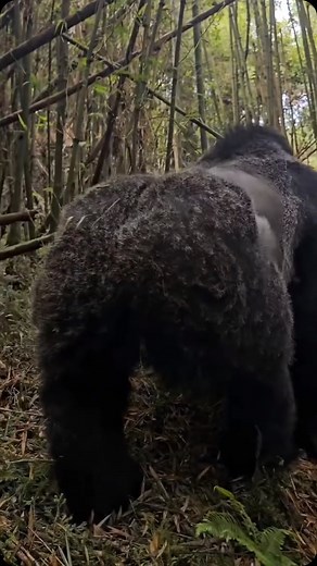 Gorilla Trekking in Rwanda | How big is a silverback gorilla? – Weight of a silverback gorilla. The silverback gorillas usually weigh between 135 to 195 Kilograms,... | Instagram
