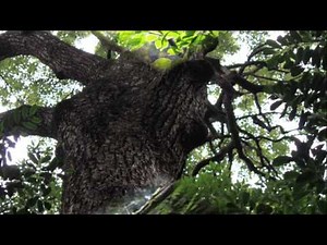 中村百合子／Solitude 過ぎた日々の孤独