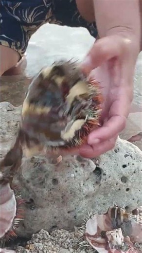 "What's Inside a Sea Urchin? Nature's Hidden Secret! 🌊🦔"