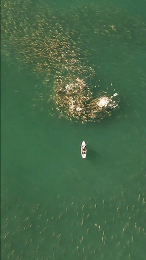 The Craziest Top Water Bite Fishing