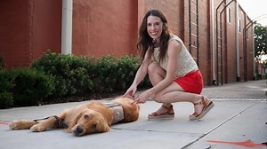 Working dogs 101: What you should know about guide dogs, veteran service dogs