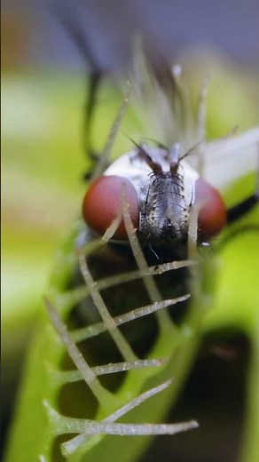 Carnivorous Plants: Nature's Most Incredible Strategies