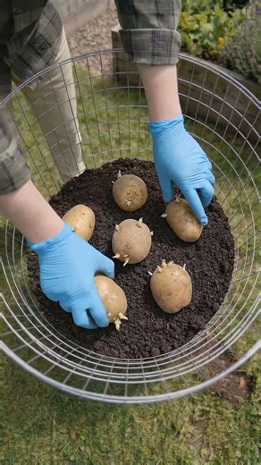 Vertical Potato Growing Hack - Maximize Your Garden Space!🥔 #urbanfarming #planttips