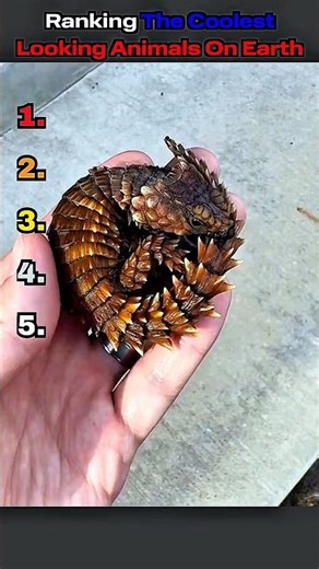 Ranking the coolest looking animals on earth