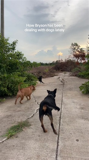 How Bryson Has Been Dealing With Dogs: 48-Hour Encounters
