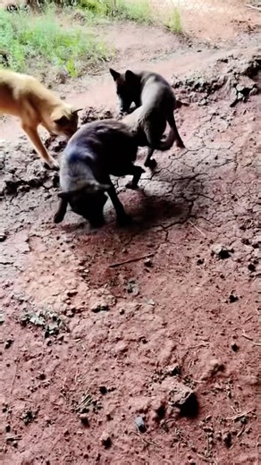 Playing #dog #dogfunny #animals
