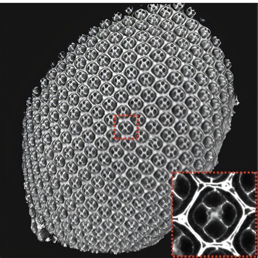 Shimmering calcium waves shape eye development, fruit fly study suggests
