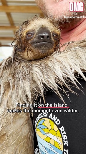 712K views · 32K reactions | This is pure joy wrapped in slow-motion fur! 凉 That smile, the snuggle, and the 14-year-old sloth is just living its best life on his shoulder. Talk about a priceless island encounter! | OMG | Facebook