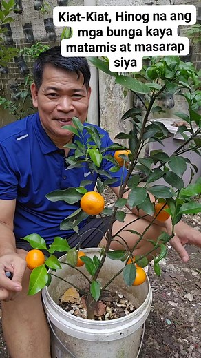 5.4K views · 299 reactions | Kiat-Kiat: Ang tamis ng bunga, itinanim ko sa bote #gardening #StarsEverywhere #organic #orange #viralreels | Magsasakang Reporter, TV and Radio Host, Columnist and Vlogger | Facebook