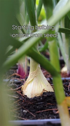 Seed starting season is here! We’re starting bulb onions, and if you are too, follow this quick guide: Bulbing onions are a long season crop, which means most varieties need between 90-120 days to mature. Most onions bulb around the summer solstice, so getting them started early to they have plenty of time to size up is key! If you have a home nursery setup, starting onions is super easy!!! In addition to what we show in this reel, to grow healthy onion transplants you’ll need: - supplemental li