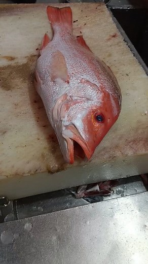 Professional Red Snapper cutting with clean and smooth fillet skills. Fresh seafood prepared with perfect technique — fast, sharp, and satisfying. Watch the full process for a relaxing and ASMR-style experience. #RedSnapper #FishCutting #Seafood #FilletSkills #SatisfyingVideo #ASMR #USAFood #SeafoodLovers #FreshFish #ProfessionalCutting | Fish cutting skills11