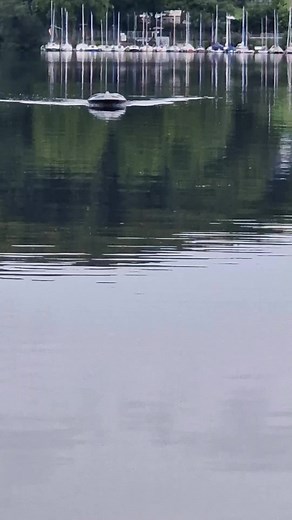 Futterboot sind auf vielen Gewässer zu sehen. Hin und wieder setze ich auch mal gern ein Futterboot ein, vorallem wenn es um das präzise Ablegen geht. An manchen Gewässern ist das super wichtig. Mit eine GPS klappt das gut. Verwendest du Futterboote? P.S. Bevor wieder ein Kommentar kommt, "das ist doch kein Angeln", bedenke bitte, dass du diesen Post nicht mit einem Telefon liest, dass eine Wählscheibe hat🧐. Sachliche Diskussionen sind aber hoch willkommen🙂. Viele Grüße vom Wasser #futterboot 