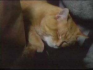 9 Lives Cat Food - Morris and Mom - 1985 Vintage Commercial