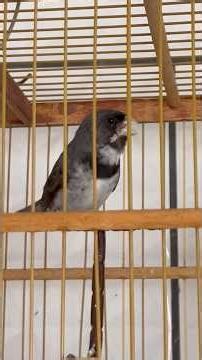 Coleiro grego do bico azul, coleiro papa capim cantando grego.