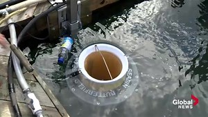 Designed to collect trash from ocean, the first ‘Seabin’ has just been installed in Canada