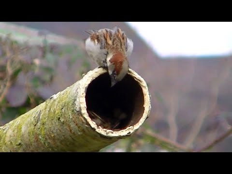 IECV NV #761 - 👀 Male House Sparrow Watching The Nest For The Wife 🐤 3-14-2019