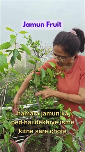 Watch these tiny Java plum slowly turn into juicy, delicious Jamuns 🍇