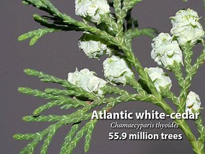 New Jersey Forest Service on Reels