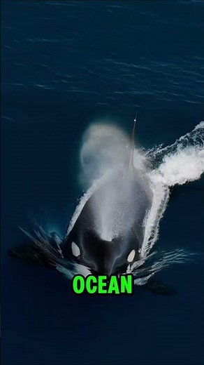 The Killer Whale is Afraid of This Dolphin...