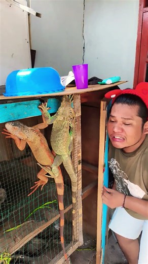 the door iguana🦄#funny #subscribe #trendingshorts #cuteanimals #viralshorts #foryoupage