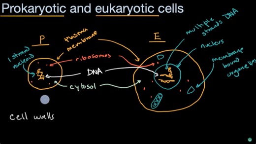Comparing prokaryotic and eukaryotic cells