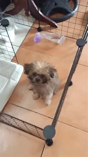 Luna's First Pedigree Dog Food Experience