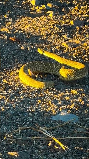 This Mohave Green rattlesnake showed us exactly why you don’t underestimate desert wildlife 🐍 ⚡️