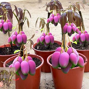 New Techniques To Grow Mango Tree Growing Fast and Successfully | Tree Garden