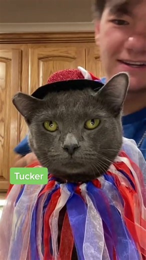 Happy 4th of July! #repost #4thofjuly #usa #cats | cats
