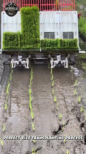 Rice Planting Machine Mastery #Farming #Agriculture #Satisfying