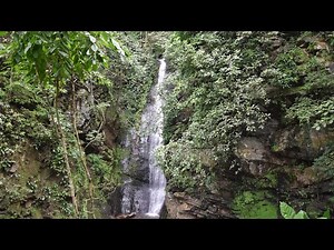 Tropical rainforest in 360 degrees