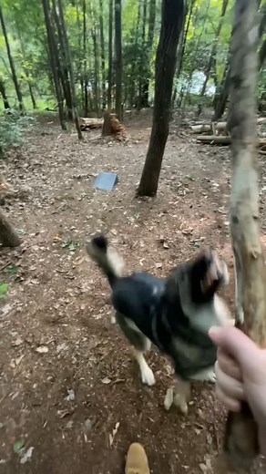 The German Shepard Akita… A.k.a the Shepkita… A.k.a the Land Shark… A.k.a the feral mongoose | Jordan Leister