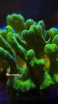 🌟🌊 LPS & SPS Coral Showcase | Stunning Reef Aquarium Display at BPK Dubai #reef #coralreef #reeftank