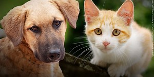 Is your pet itchy? Expert advice to help soothe the scratching