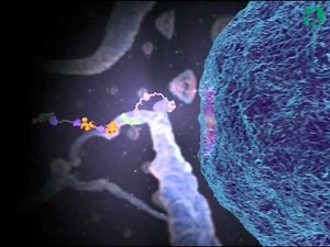 mRNA exiting the Nucleus, Canadian Museum of Nature