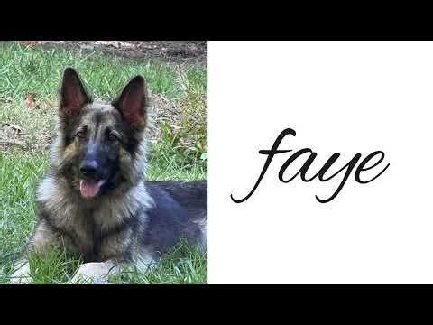 (ADOPTED) Faye- German Shepherd Available for Adoption in Matthews, NC