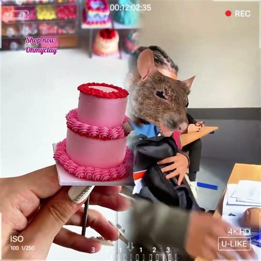 Le Rat en cours #shortsfeed