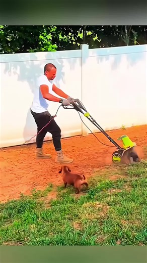 Divertida salchicha mascota compartiendo risas