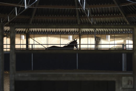 10 of the best horsewalker safety tips from experts