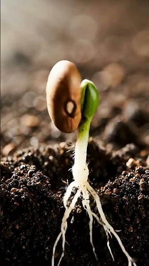 Plant Motion Timelapse
