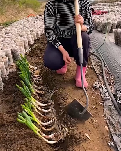 1.5M views · 4.2K reactions | Tricks and tools for easy farming! | Simple Life | Facebook