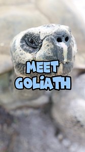 22K views · 660 reactions | Meet Goliath the Galapagos tortoise - born in 1890, he's officially #ZooMiami's oldest resident animal (and older than sliced bread)! Learn more about his story, from back in the Metrozoo days, to his newfound life as a ladies man.  | Zoo Miami | Facebook