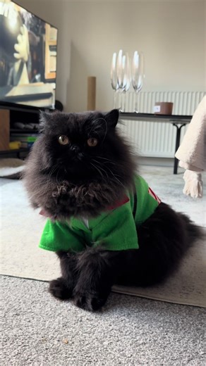 Merry Christmas ya filthy animals 🐈‍⬛🎅🎁🎄#catsoftiktok #fluffycat #elf #christmas #cattok