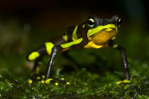 Rana Arlequín - Atelopus Varius